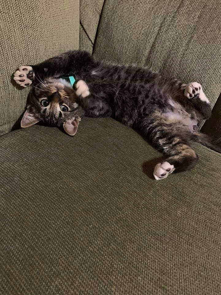 Bradley is registered to the contest to win money with this photo: american_shorthair, asian, carnivore, cat, domestic_short_haired_cat, egyptian_mau, european_shorthair, fawn, felidae, floor, fur, kitten, mammal, norwegian_forest_cat, paw, pixie_bob, small_to_medium_sized_cats, tabby_cat, tail, whiskers