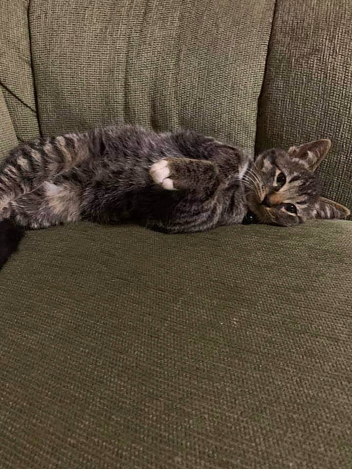 Bradley joined the competition — help win amazing prizes! american_shorthair, bengal, carnivore, cat, dragon_li, egyptian_mau, european_shorthair, felidae, fur, kitten, maine_coon, pixie_bob, small_to_medium_sized_cats, tabby_cat, tail, whiskers