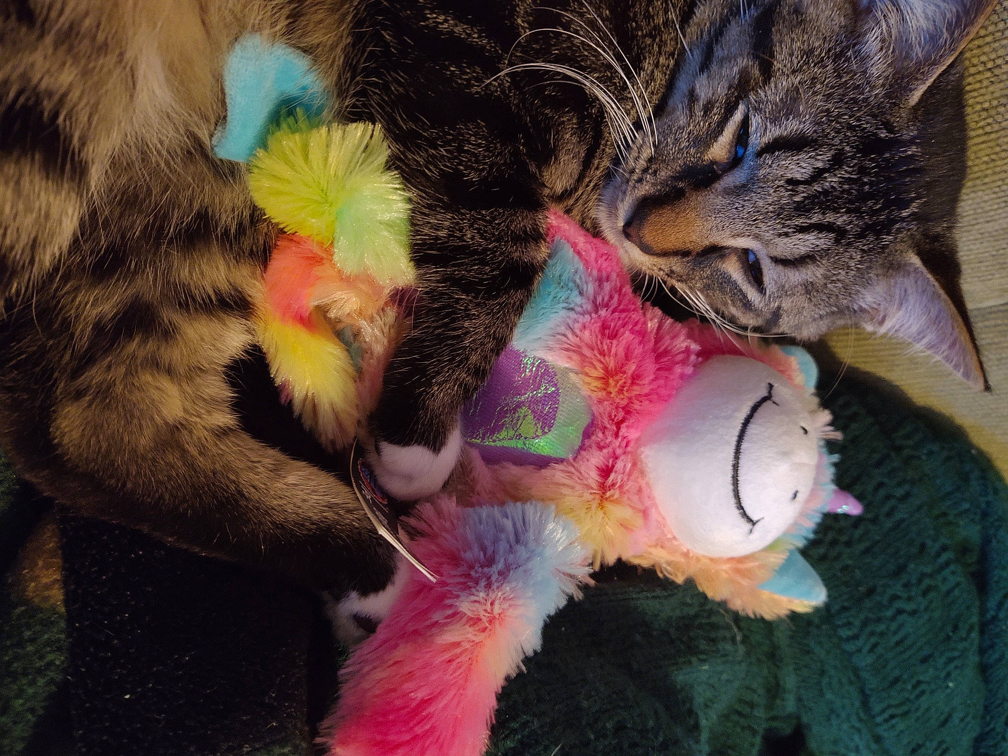 Bradley joined the competition — help win amazing prizes! asian, california_spangled, carnivore, cat, claw, domestic_short_haired_cat, dragon_li, european_shorthair, felidae, fur, german_rex, kitten, nose, paw, pixie_bob, polydactyl_cat, small_to_medium_sized_cats, snout, tabby_cat, whiskers