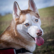 Mishka joined the competition — help win amazing prizes! dog, siberian_husky, blue_eyes, tongue_out, close_up, outdoor, pet, animal, fur, canine, happy, nature, muzzle, ears, portrait, daylight, grass, collar, one_eye, tongue