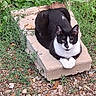 cat, black_and_white, animal, outdoor, stone, slab, greenery, plants, pebbles, resting, pet, feline, nature, grass, ground, relaxed, wildlife, mammal, ear, whiskers