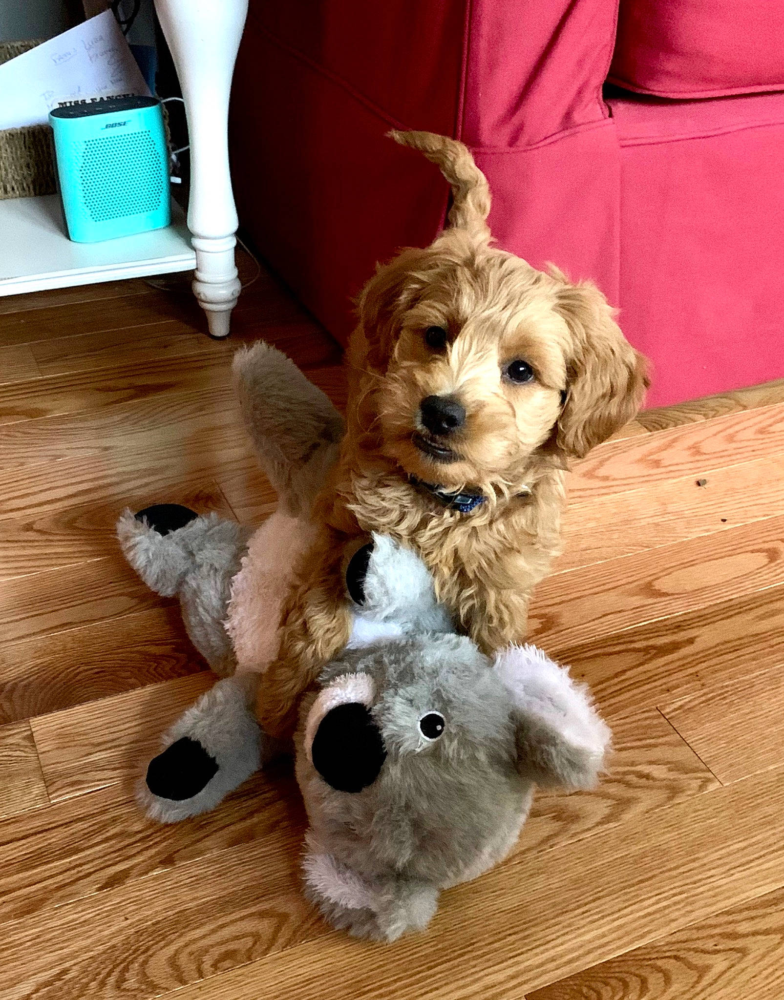 Beckham is registered to the contest to win money with this photo: canidae, carnivore, cavachon, cavapoo, cockapoo, companion_dog, dog, dog_breed, dog_toy, goldendoodle, labradoodle, maltepoo, mammal, poodle_crossbreed, puppy, rare_breed_dog, schnoodle, sporting_group, toy_poodle, vertebrate