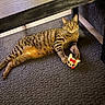 Hammy is registered to the contest to win money with this photo: tabby_cat, cat, toy, indoor, carpet, furniture, wood, relaxed, pet, animal, striped, cute, claw, paw, playful, cozy, home, alert, mammal, domestic