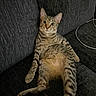 Hammy is registered to the contest to win money with this photo: cat, tabby, pet, animal, lounging, couch, indoor, relaxed, feline, whiskers, ears, tail, fur, striped, sitting, looking, curious, domestic, comfortable, household