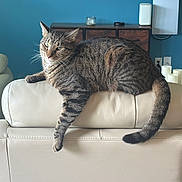Hammy is registered to the contest to win money with this photo: cat, tabby_cat, couch, leather, living_room, furniture, blue_wall, cabinet, television, candles, relaxed, paw, indoor, pet, striped_fur, tail, whiskers, ears, home, resting