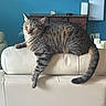 cat, tabby_cat, couch, leather, living_room, furniture, blue_wall, cabinet, television, candles, relaxed, paw, indoor, pet, striped_fur, tail, whiskers, ears, home, resting