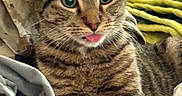 Hammy joined the competition — help win amazing prizes! cat, tabby, tongue_out, pet, indoor, blanket, soft_fabric, comfort, fur, whiskers, ears, closeup, animal, resting, cute, striped, domestic_cat, feline, cozy, relaxed
