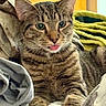 cat, tabby, tongue_out, pet, indoor, blanket, soft_fabric, comfort, fur, whiskers, ears, closeup, animal, resting, cute, striped, domestic_cat, feline, cozy, relaxed