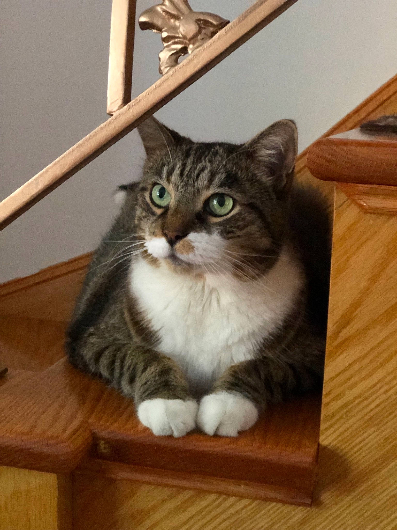 Jaguar is registered to the contest to win money with this photo: american_shorthair, asian, british_semi_longhair, carnivore, cat, domestic_short_haired_cat, european_shorthair, felidae, mammal, norwegian_forest_cat, small_to_medium_sized_cats, tabby_cat, whiskers