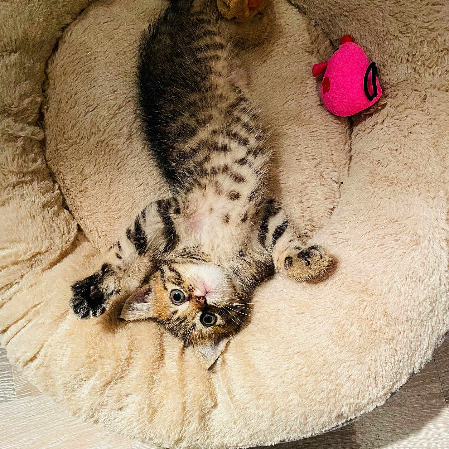 Joe participe au concours pour gagner de l'argent avec cette photo : animal, canine, cat, couch, cushion, dog, dogbed, furniture, homedecor, kitten, manx, person, pet, sleeping, toy