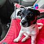 Jazmin is registered to the contest to win money with this photo: puppy, dog, pet, black_and_white, car_interior, seat_cover, red, animal, cute, young, sitting, looking_up, ears, collar, fur, indoors, vehicle, window, blurred_background, front_seat