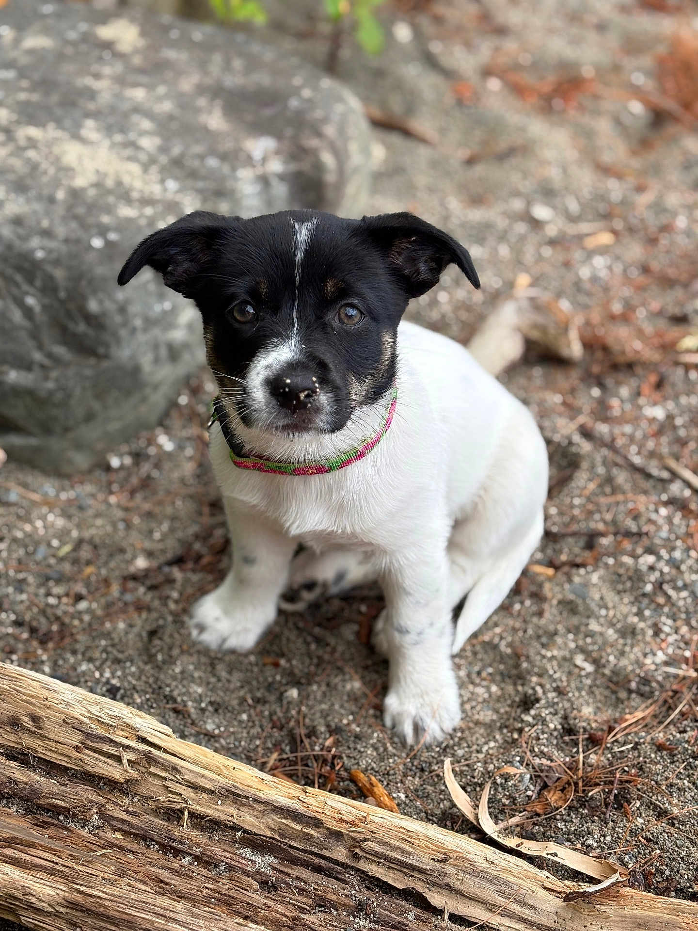 Jazmin is registered to the contest to win money with this photo: puppy, dog, black_and_white, collar, sandy_ground, rock, wood, outdoor, nature, animal, pet, young_dog, sitting, fur, ears, cute, eyes, portrait, small, adventure