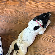 Jazmin is registered to the contest to win money with this photo: puppy, dog, black_and_white, collar, sleeping, resting, wood_floor, flooring, pet, animal, cute, small_dog, lying_down, indoor, domestic_animal, fur, relaxed, spot, young_dog, canine