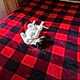 Jazmin joined the competition — help win amazing prizes! dog, bed, blanket, red, black, checkered, collar, wooden_furniture, floral_wallpaper, indoor, pet, relaxed, lying_down, small_dog, fur, cute, domestic_animal, comfort, resting, cozy