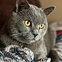 animal, blanket, blurred_background, cat, close_up, cozy, domestic_cat, feline, focus, fur, grey_cat, indoor, mammal, pet, portrait, relaxed, soft_texture, textile, whiskers, yellow_eyes