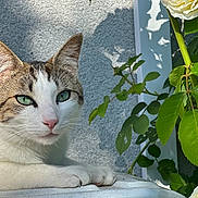 Rakki a rejoint le concours — aidez-le/la à gagner de superbes lots ! calm, cat, closeup, feline, flower, green_eyes, leaf, nature, outdoor, paw, pet, plant, resting, shadow, sunlight, tabby, texture, wall, white, yellow_rose