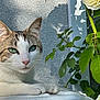 calm, cat, closeup, feline, flower, green_eyes, leaf, nature, outdoor, paw, pet, plant, resting, shadow, sunlight, tabby, texture, wall, white, yellow_rose