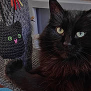 Blizzard joined the competition — help win amazing prizes! black_cat, heterochromia, cat, knitted_toy, scratching_post, feline, pet, indoor, cozy, close_up, fur, whiskers, toy, handmade, craft, green_eyes, blue_eyes, relaxing, cute, animal