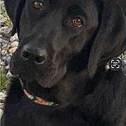 Quinn is registered to the contest to win money with this photo: black_dog, dog, pet, animal, outdoor, portrait, close_up, collar, brown_eyes, canine, fur, nature, grass, rock, looking, mammal, companion, friendly, domestic_animal, headshot