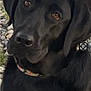 black_dog, dog, pet, animal, outdoor, portrait, close_up, collar, brown_eyes, canine, fur, nature, grass, rock, looking, mammal, companion, friendly, domestic_animal, headshot
