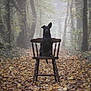 Athéna a rejoint le concours — aidez-le/la à gagner de superbes lots ! dog, black_dog, wooden_chair, forest, autumn, leaves, mist, path, nature, outdoor, animal, sitting, foggy, trees, fall, wood, quiet, peaceful, alone, serene