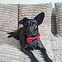 animal, attention, black_dog, bow_tie, brown_eyes, couch, cozy, cute, dog, ears, fur, furniture, home, indoor, laying_down, pet, plush, portrait, relaxed, texture