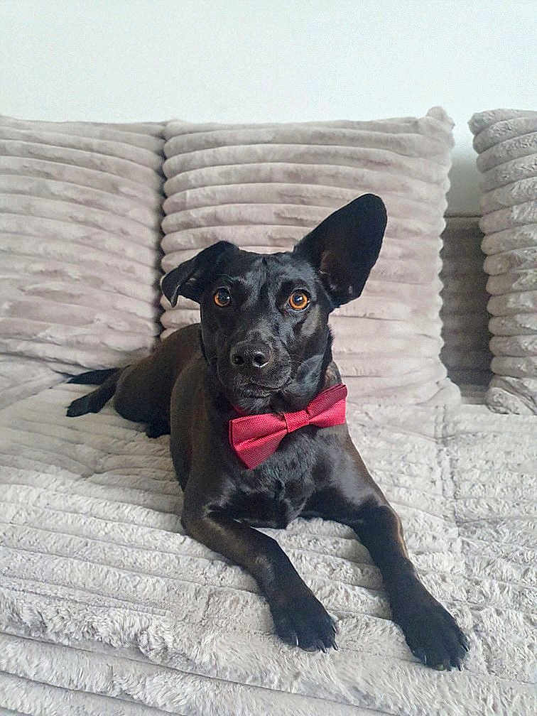Athéna participe au concours pour gagner de l'argent avec cette photo : dog, black_dog, bow_tie, couch, plush, pet, animal, indoor, relaxed, ears, brown_eyes, fur, portrait, laying_down, home, cute, attention, texture, cozy, furniture