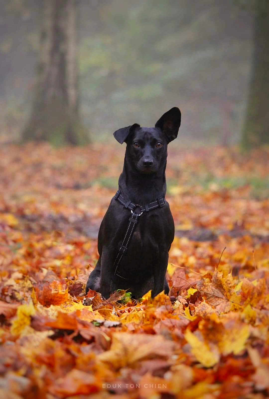 Athéna participe au concours pour gagner de l'argent avec cette photo : dog, black_dog, autumn, fall_leaves, forest, nature, outdoor, pet, animal, sitting, leaves, tree, canine, fur, harness, seasonal, background_blur, park, alert, wildlife