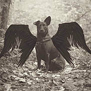 Athéna participe au concours pour gagner de l'argent avec cette photo : dog, black_dog, wings, forest, path, leaves, nature, animal, mythical, fantasy, sepia, vintage, outdoor, sitting, wildlife, portrait, mystical, canine, dark, artistic