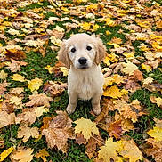 Akyra a rejoint le concours — aidez-le/la à gagner de superbes lots ! puppy, golden_retriever, dog, autumn, fall_leaves, green_grass, outdoor, nature, cute, pet, young_dog, animal, sitting, leaf_litter, seasonal, brown, yellow, adorable, portrait, canine