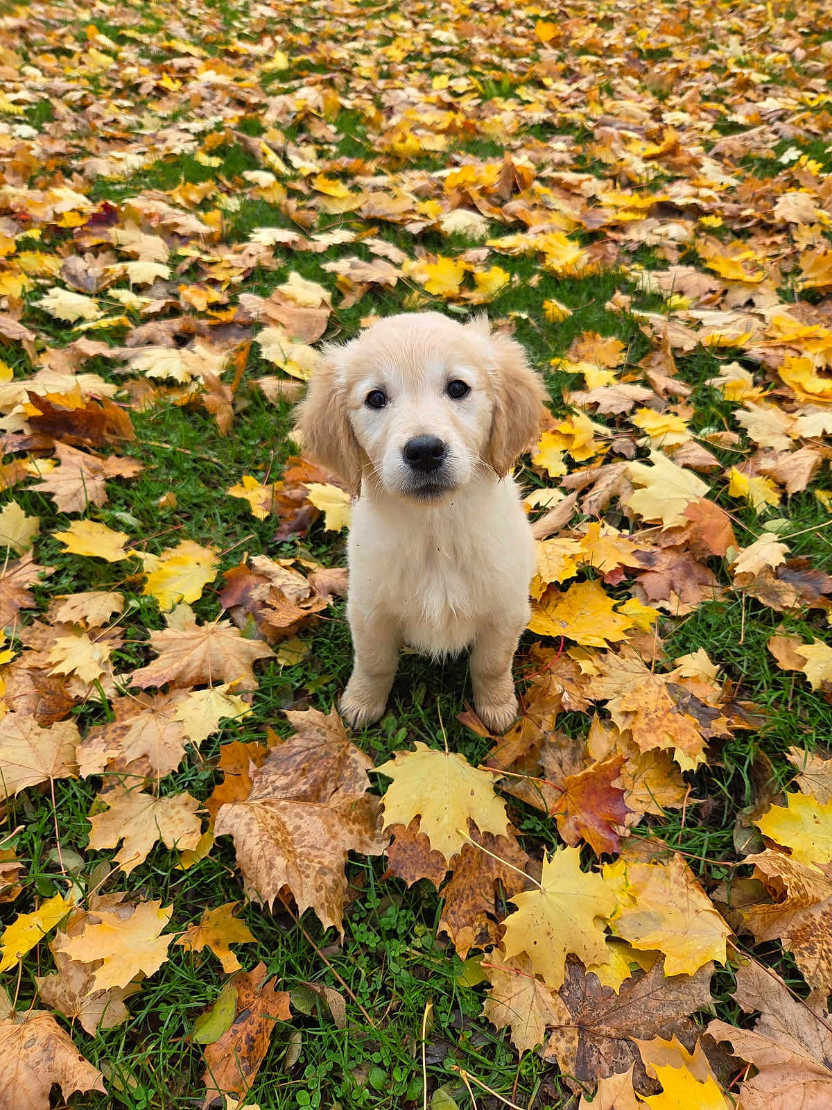 Akyra a rejoint le concours — aidez-le/la à gagner de superbes lots ! puppy, golden_retriever, dog, autumn, fall_leaves, green_grass, outdoor, nature, cute, pet, young_dog, animal, sitting, leaf_litter, seasonal, brown, yellow, adorable, portrait, canine