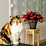 Bella a rejoint le concours — aidez-le/la à gagner de superbes lots ! animal, calico, cat, closeup, decor, domestic_cat, fluffy, fur, furniture, houseplant, indoor, mammal, pet, portrait, potted_plant, red_flowers, sitting, table, wooden_stool, yellow_eyes