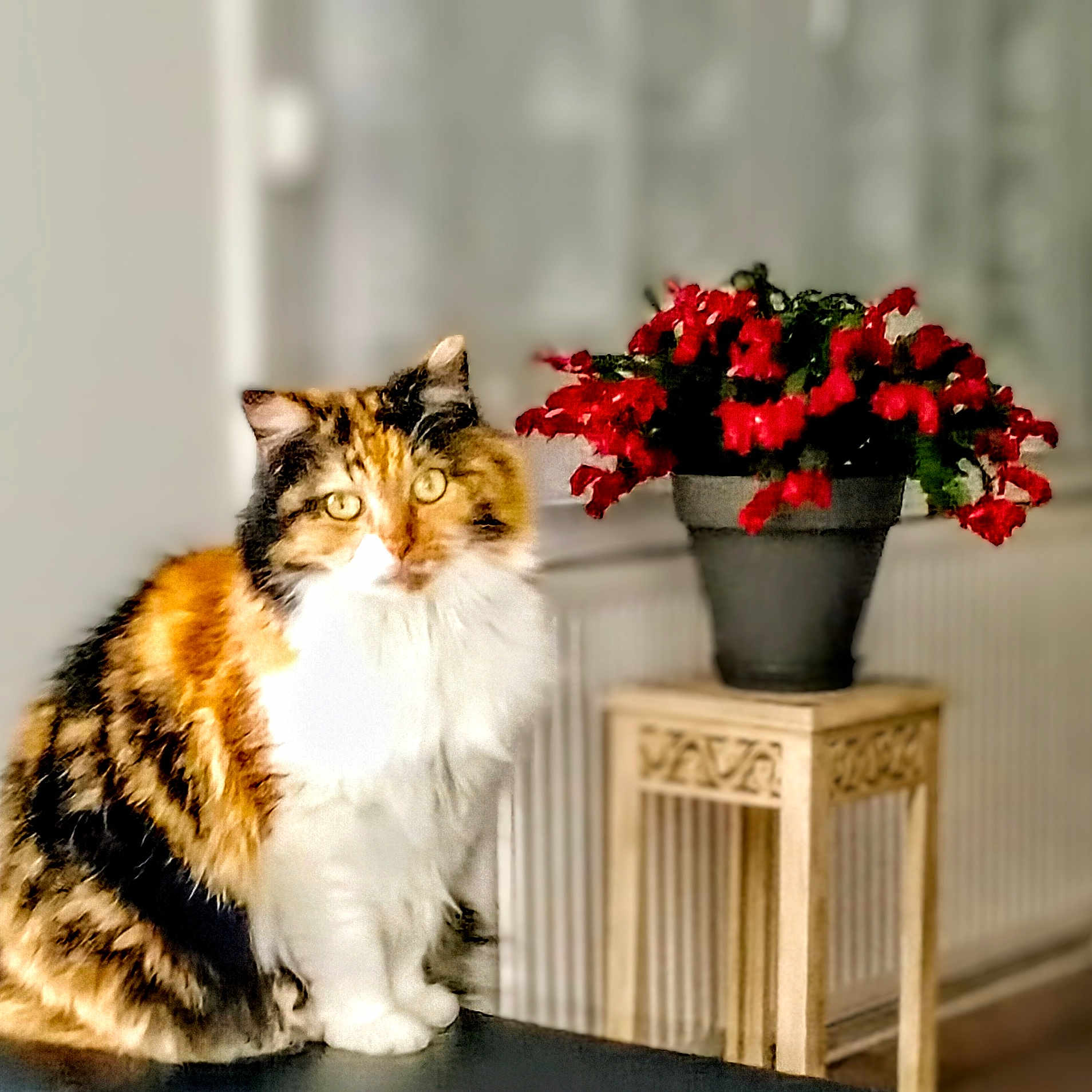 Bella a rejoint le concours — aidez-le/la à gagner de superbes lots ! animal, calico, cat, closeup, decor, domestic_cat, fluffy, fur, furniture, houseplant, indoor, mammal, pet, portrait, potted_plant, red_flowers, sitting, table, wooden_stool, yellow_eyes