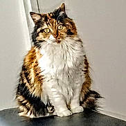 Bella participe au concours pour gagner de l'argent avec cette photo : animal, attention, background, cat, cute, domestic, ears, eyes, feline, fluffy, fur, indoor, looking, mammal, pet, portrait, sitting, tail, tri_color, whiskers