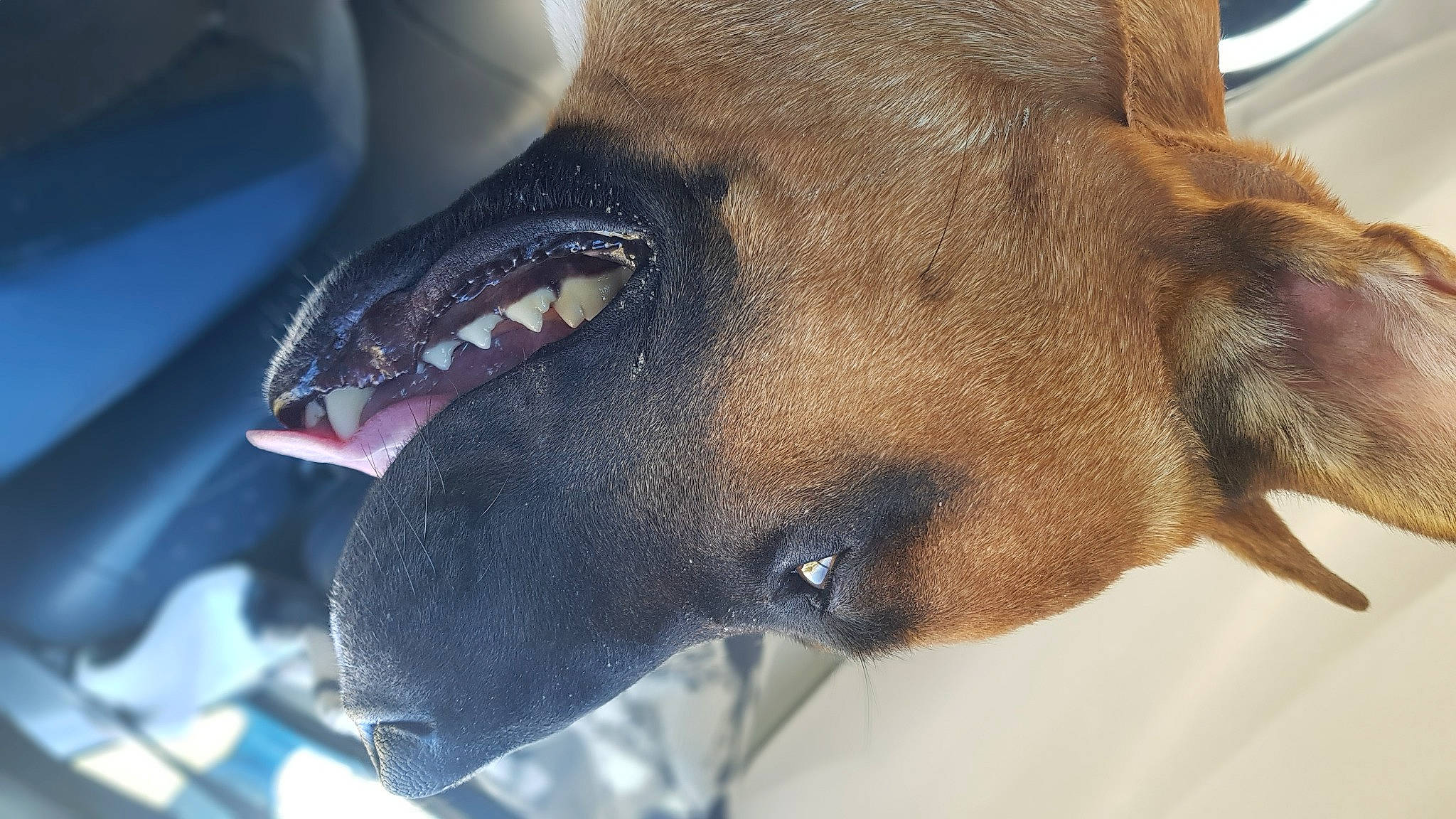 Ghost a rejoint le concours — aidez-le/la à gagner de superbes lots ! canidae, carnivore, dog_breed, ear, eye, fawn, jaw, mouth, nose, snout, tongue