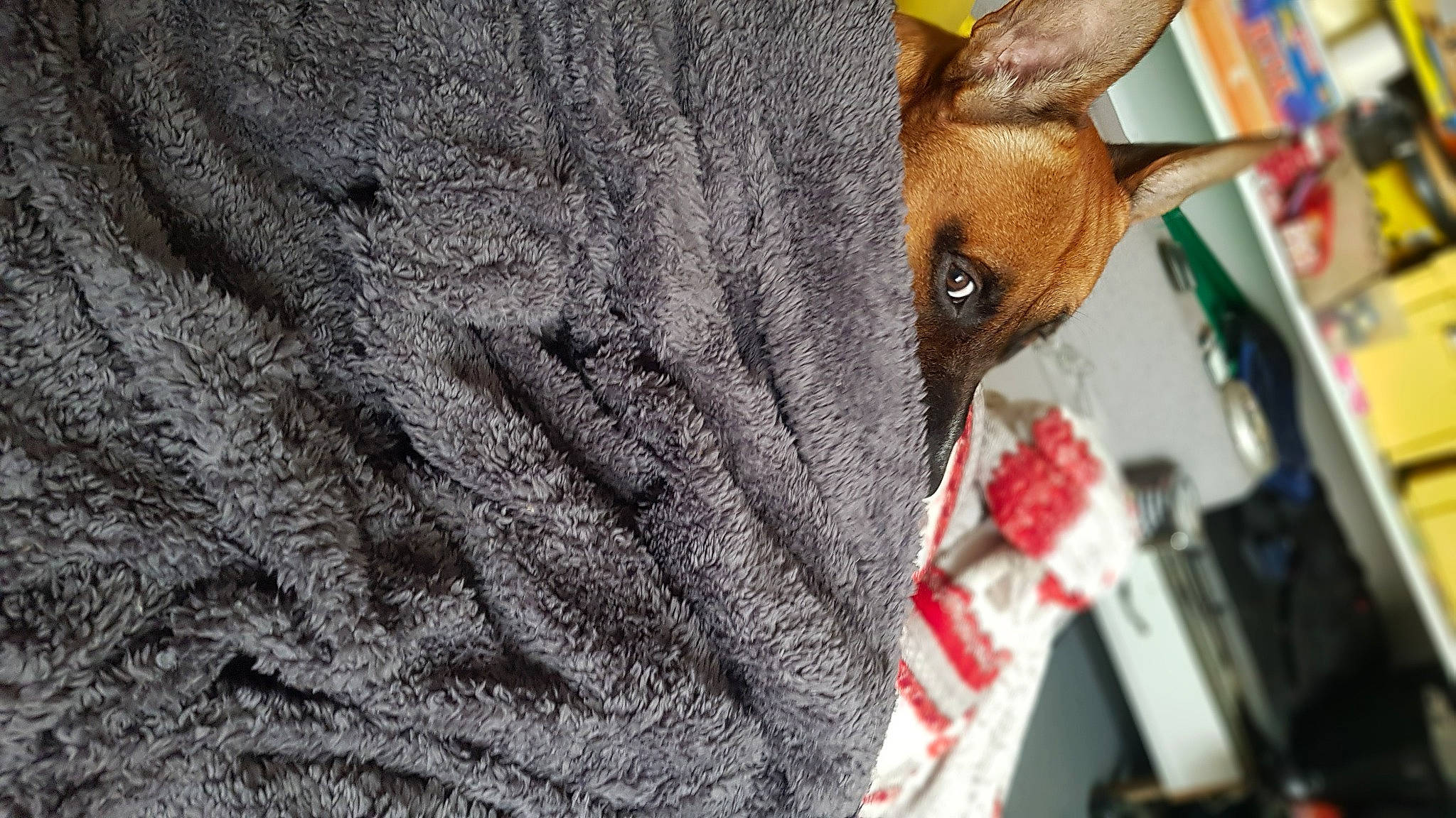 Ghost participe au concours pour gagner de l'argent avec cette photo : canidae, carnivore, dog, dog_breed, fawn, mammal, snout