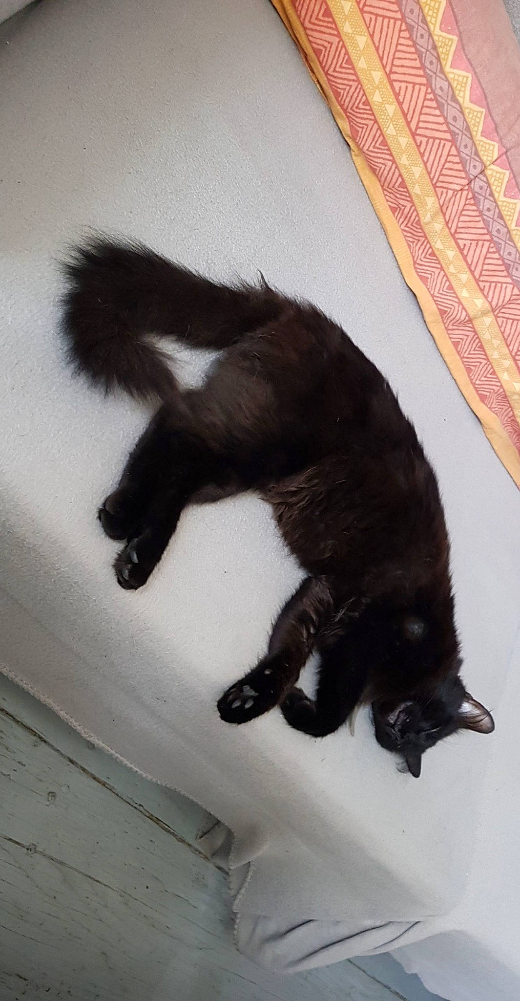 Merdouille a rejoint le concours — aidez-le/la à gagner de superbes lots ! black_cat, carnivore, cat, claw, felidae, fur, small_to_medium_sized_cats, tail