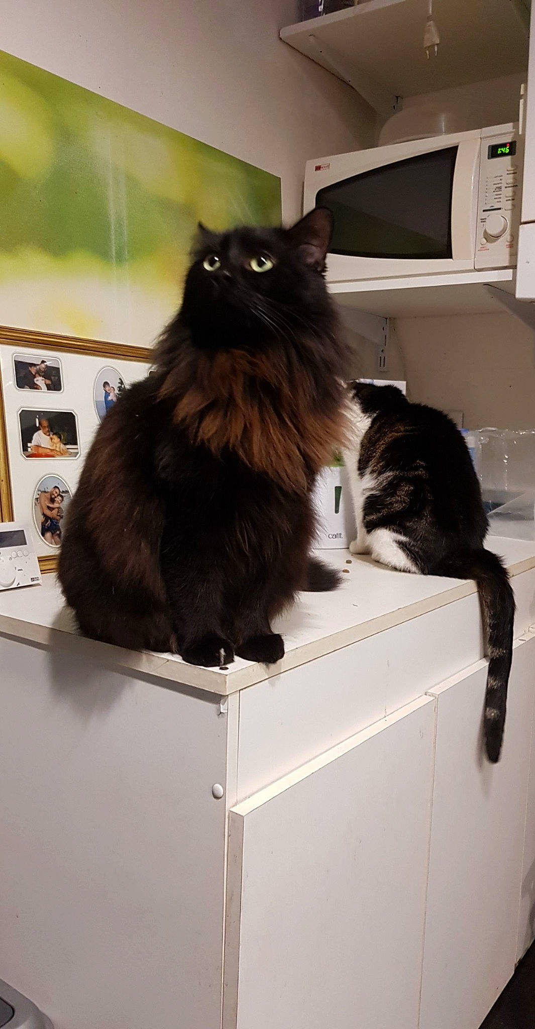 Merdouille a rejoint le concours — aidez-le/la à gagner de superbes lots ! black_cat, carnivore, cat, domestic_long_haired_cat, felidae, fur, long_hair, norwegian_forest_cat, small_to_medium_sized_cats, tail, whiskers