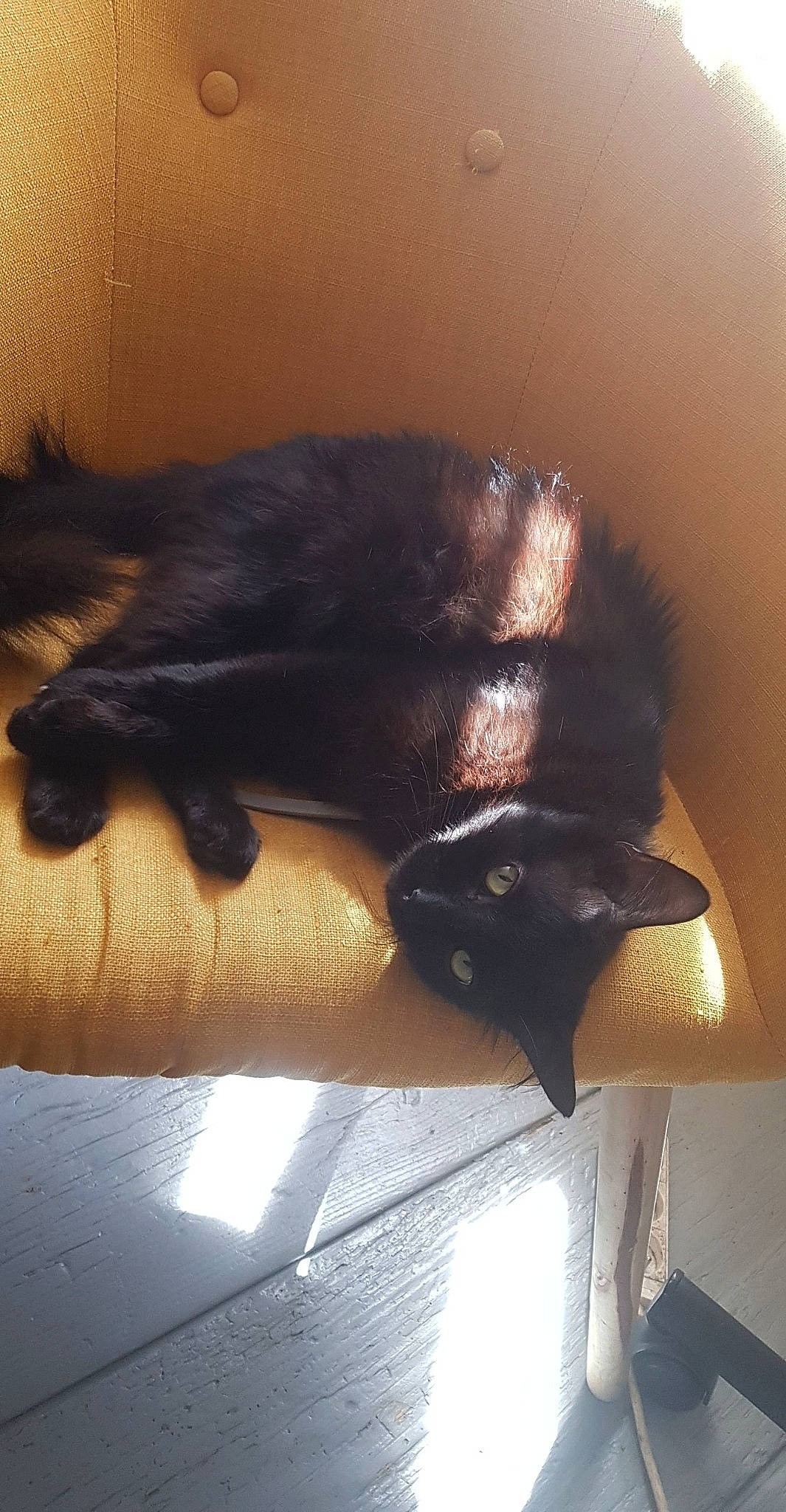 Merdouille a rejoint le concours — aidez-le/la à gagner de superbes lots ! black_cat, bombay, carnivore, cat, claw, felidae, small_to_medium_sized_cats, tail