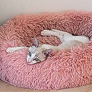 Rio a rejoint le concours — aidez-le/la à gagner de superbes lots ! animal, blue_eyes, cat, cozy, cute, domestic, ears, floor, fluffy_bed, fur, indoor, laying, mammal, paws, pet, pink, relaxed, resting, tile, whiskers