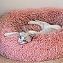 animal, blue_eyes, cat, cozy, cute, domestic, ears, floor, fluffy_bed, fur, indoor, laying, mammal, paws, pet, pink, relaxed, resting, tile, whiskers