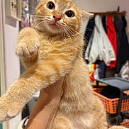 Gaara a rejoint le concours — aidez-le/la à gagner de superbes lots ! cat, orange_cat, ginger_cat, pet, animal, feline, whiskers, paws, wide_eyes, funny, curious, being_held, indoor, portrait, close_up, fur, striped_fur, pink_nose, closet, laundry