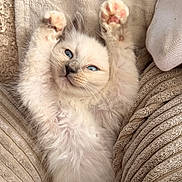 Boston a rejoint le concours — aidez-le/la à gagner de superbes lots ! cat, kitten, animal, pet, fluffy, cream_fur, blue_eyes, pink_paw_pads, toe_beans, lying_down, on_back, indoors, couch, cushions, blanket, soft_furnishings, portrait, close_up, cute, relaxed