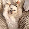 cat, kitten, animal, pet, fluffy, cream_fur, blue_eyes, pink_paw_pads, toe_beans, lying_down, on_back, indoors, couch, cushions, blanket, soft_furnishings, portrait, close_up, cute, relaxed