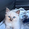 Boston participe au concours pour gagner de l'argent avec cette photo : kitten, cat, fluffy, cream_colored, blue_eyes, pet, animal, portrait, close_up, sitting, blanket, soft, cozy, indoors, vehicle, seat, whiskers, ears, paws, adorable