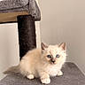 Boston a rejoint le concours — aidez-le/la à gagner de superbes lots ! kitten, cat, fluffy, cream_colored, blue_eyes, sitting, cat_tree, scratching_post, indoors, pet, feline, fur, whiskers, pointed_ears, cute, portrait, gray_fabric, cozy, direct_gaze, animal