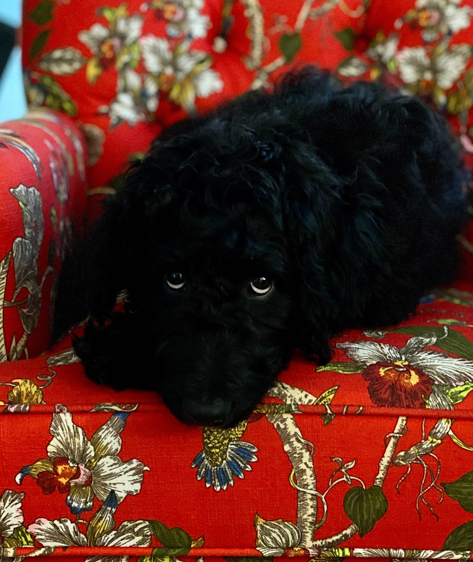 Clancy joined the competition — help win amazing prizes! black, canidae, carnivore, companion_dog, couch, dog, dog_breed, living_room, mammal, non_sporting_group, puppy, snout, sporting_group, terrestrial_animal, toy_dog, vertebrate, water_dog, working_animal, working_dog