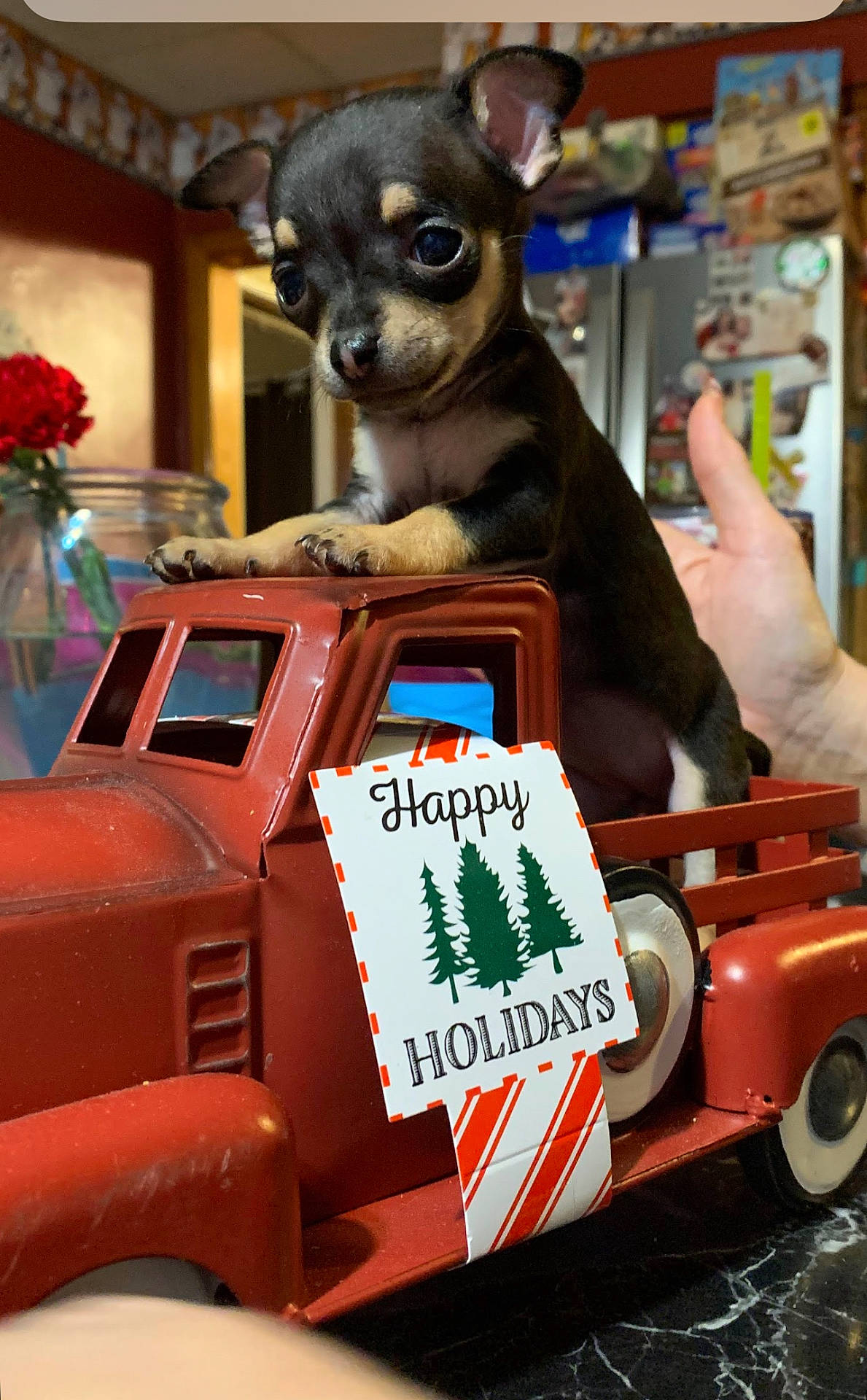 Diamond joined the competition — help win amazing prizes! animal, bodypart, canine, car, chihuahua, dog, finger, flower, flowerarrangement, hand, indoors, machine, person, pet, plant, pottedplant, puppy, transportation, vehicle, wheel