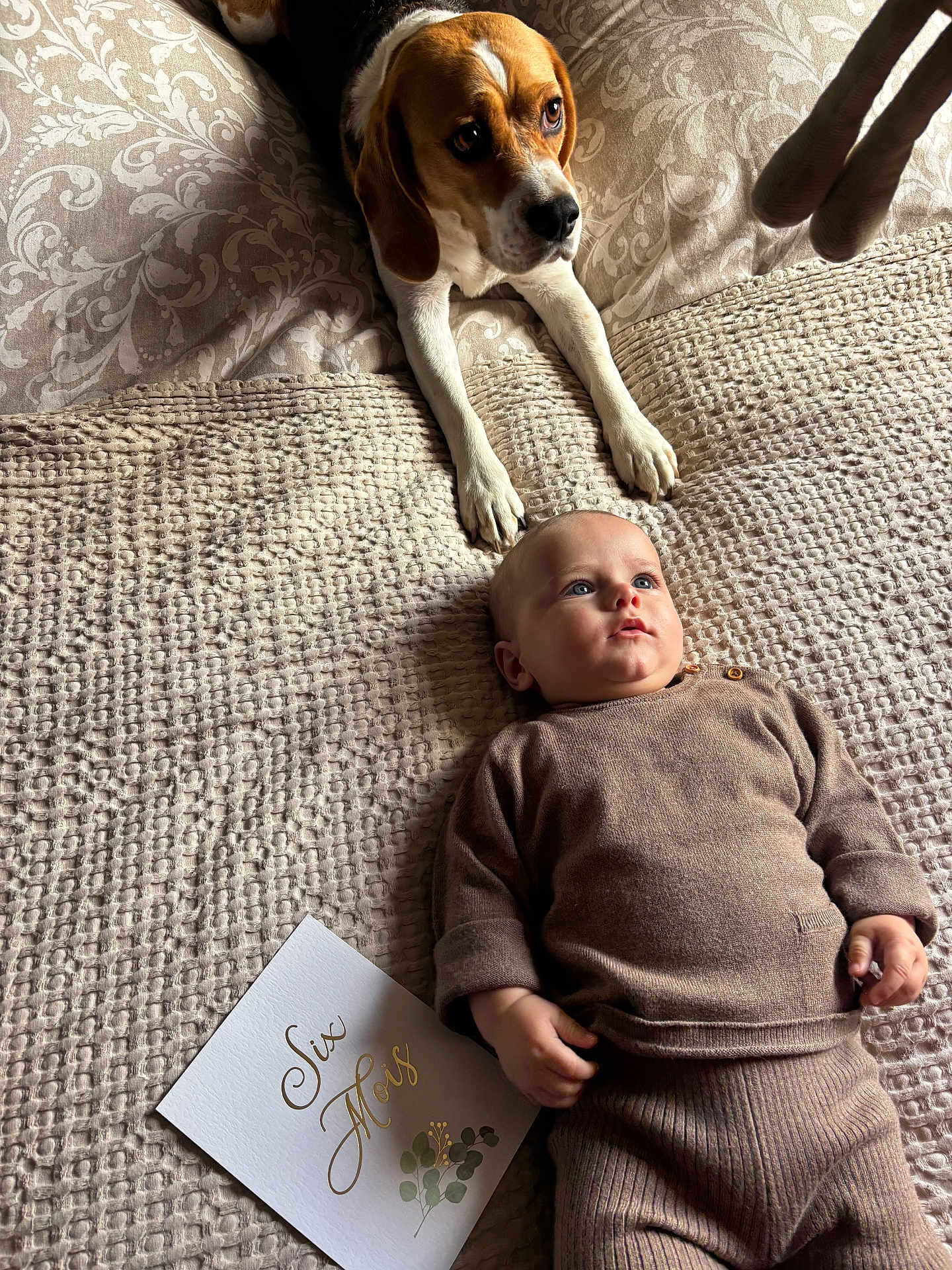 Léon participe au concours pour gagner de l'argent avec cette photo : baby, dog, beagle, blanket, card, six_mois, brown_clothing, textile, pet, indoor, milestone, curious, resting, portrait, cute, infant, animal, face, lying_down, cozy