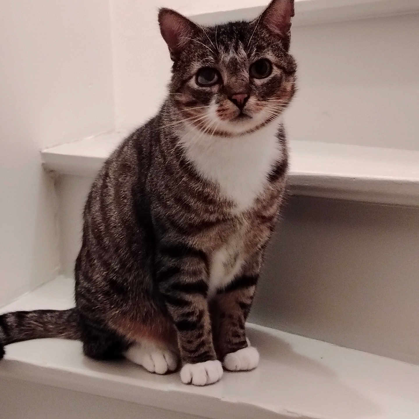 Galio participe au concours pour gagner de l'argent avec cette photo : abyssinian, animal, architecture, bathing, bathtub, building, cat, closet, cupboard, furniture, hardwood, house, housing, kitten, manx, person, pet, shelf, staircase, wood